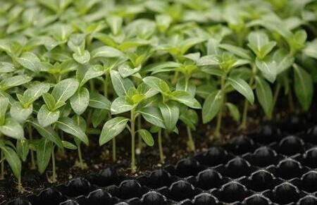 72 50 Plastic Seedling Pots Cell Seed Tray Flowers Nursery Pot Plant