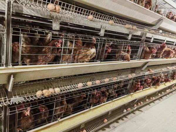 Buy cheap 4 Tiers Battery Poultry Layer Chicken Cage Q235A H Frame Style Fully Auto from wholesalers