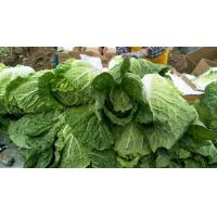 Buy cheap No Slight Crack Organic Chinese Cabbage For Frying / Simmering / Mixing product