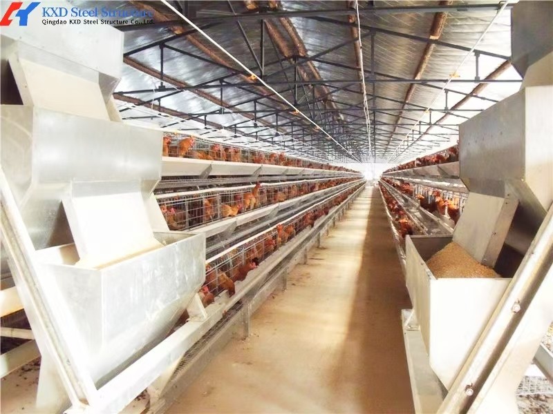 Steel Chicken House Equipment Easy Install With Automatic Feeding System