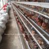 Buy cheap Automatic Feeding System Poultry Chicken Battery Layer Cage A Type Ada from wholesalers