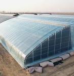 US Agricultural Multi Span Tunnel Plastic Film Greenhouses with Hydroponic