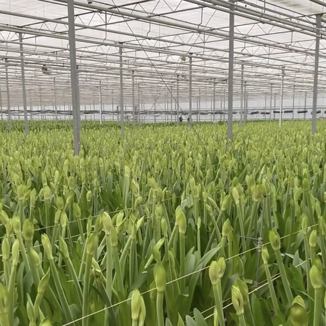 a Type Roof Glass Greenhouse Hydroponic Setup