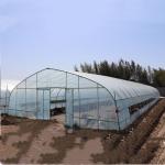 Classic Standard Greenhouse Tunnel Plastic Sheet Covering Vegetable Growth