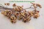 Chinese herbal extract manufacture, natural herb beverage ingredients, Oriental