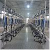 Buy cheap Automatic Milking Flow Meter Herringbone Milking Parlor for Dairy Farm from wholesalers