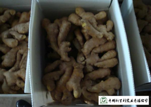 Buy cheap Spicy Organic Fresh Ginger 10 Kg / Box Own Plantation Japan Standard from wholesalers