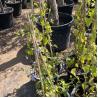 Buy cheap 250cm Raw Bamboo Poles Bamboo Stakes For Decoration Plant from wholesalers