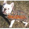 Buy cheap winter turthleneck Knit Pet dog sweater, pet dog clothes free knitting pattern, dog sweate from wholesalers