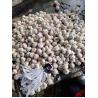 Buy cheap Anti Cancer Natural Fresh Garlic from wholesalers