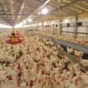 Buy cheap Separated Hole Poultry Egg Collection System 2.44m Length For Breeder Farm from wholesalers