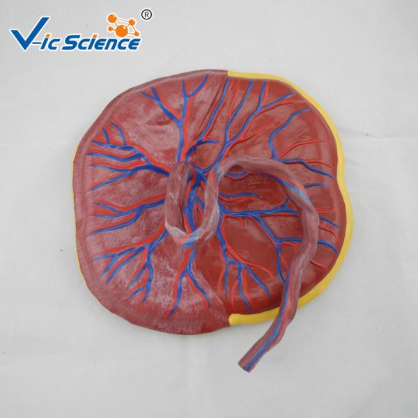 Buy cheap Professional Human Anatomical Model Medical Placental Model Attached To Umbilical Cord VIC-323 from wholesalers