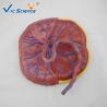Buy cheap Professional Human Anatomical Model Medical Placental Model Attached To Umbilical Cord VIC-323 from wholesalers