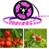 Buy cheap 24v Grow Lights for Indoor Plants, Full Spectrum led Grow Light Plant Light for Indoor Plants with Red+Blue+Sunlike from wholesalers