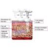 Buy cheap High-Intensity Focused Ultrasound HIFU Body Sculpting Machine from wholesalers