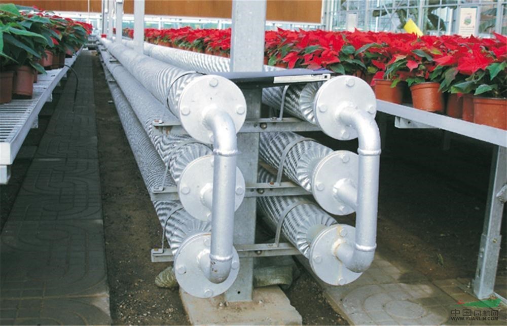 Commercial Cucumber Cultivation Sunlight Greenhouse Solution