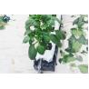 Buy cheap Hydroponics Greenhouse PP Roll Grow Troughs Vegetables Substrate Growing Trough from wholesalers