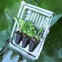 Buy cheap Plant Packing Box Plastic Live Plant Shipping Blister Box Clamshell Packaging product