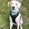 Buy cheap Adjustable Outdoor Large Dog Harness Vest 3M Reflective Oxford Material Unique Design from wholesalers