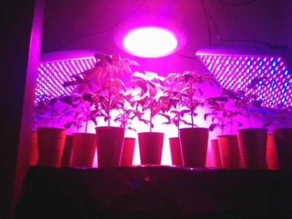 Buy cheap full spectrum led grow lights from wholesalers