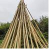 Buy cheap Eco Friendly 3 Inch Moso Bamboo Pole Bamboo Stakes For Plant Decoration Yellow from wholesalers