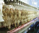 Stainless Steel Slaughterhouse Equipment Automatic Chicken Production Line