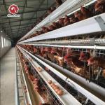 Poultry Farm House Layer Battery Cage For 90 Chickens, Optimized For Laying Hens