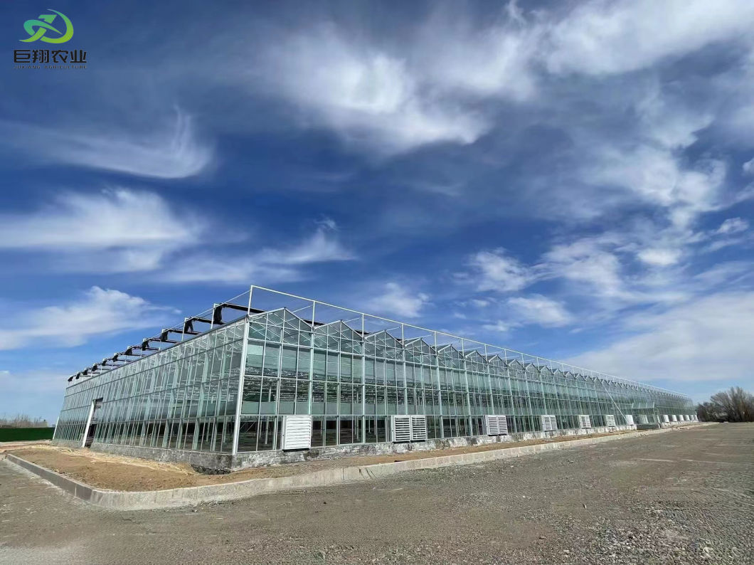 Intelligeng and Agricultural Glass Greenhouse Aquaponics Vegetable Multi-Function Glass Greenhouse