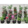 Buy cheap Lightweight Basin 1gal PE Heavy Duty Poly Grow Bags With Hole from wholesalers