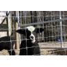 Buy cheap 1.2m High Sheep Cattle Fixed Knot Fence 50m 100m Farm Guard Field Fence from wholesalers