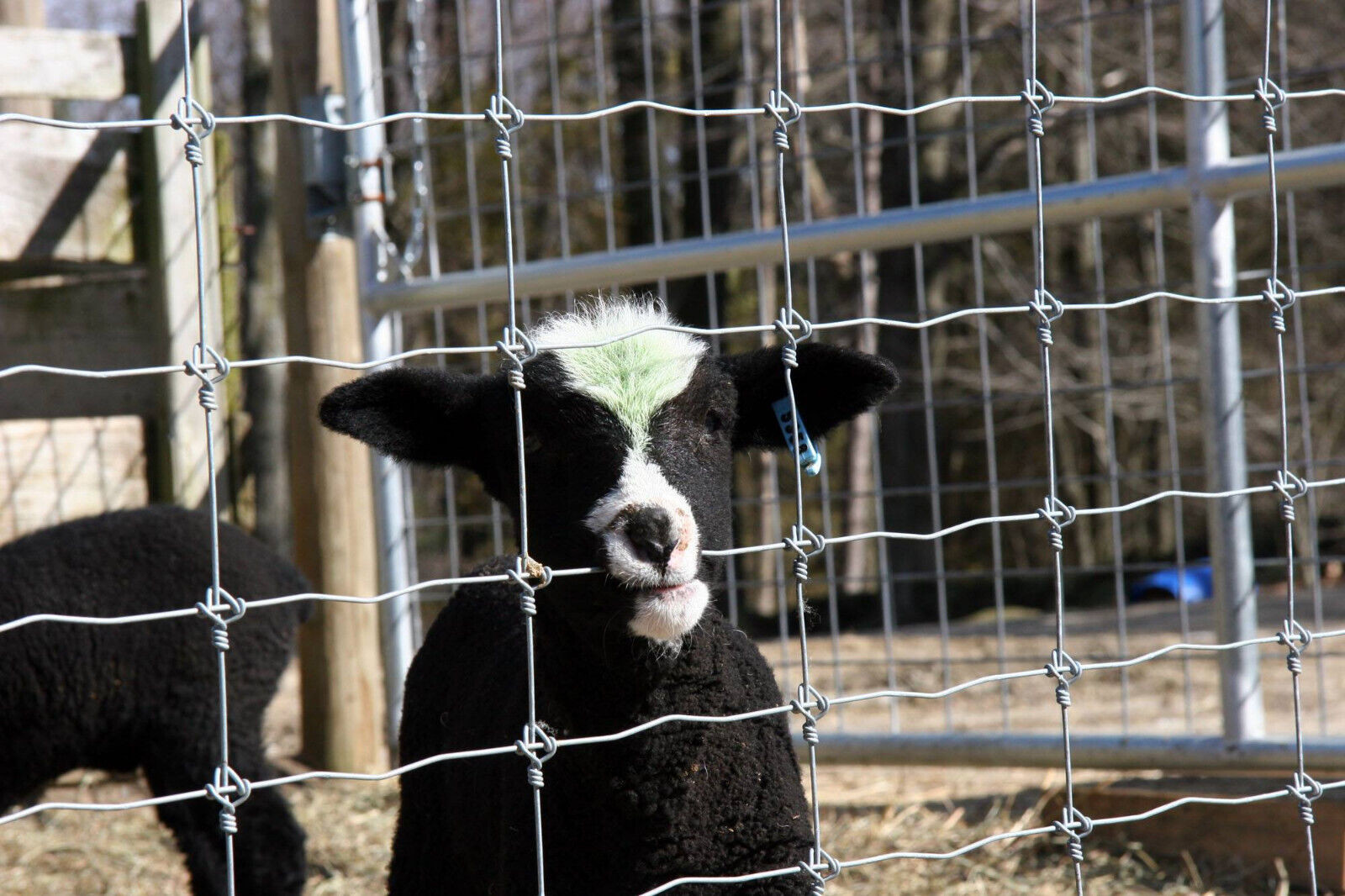 Hot Dip Galvanized Deer Fixed Knot Fence 4ft 5ft 6ft 7ft 8ft