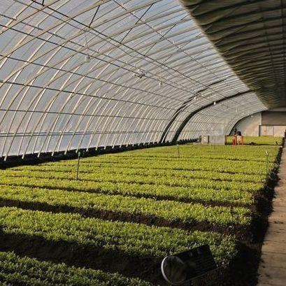Square Meter Commercial Cucumber Cultivation Sunlight Greenhouse Solution with
