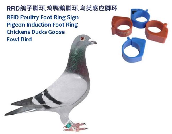 Buy cheap RFID Poultry Foot Ring Sign, RFID Pigeon Foot Ring, Chickens Ducks Goose Induction Foot Ring, Induction Fowl Foot Ring from wholesalers