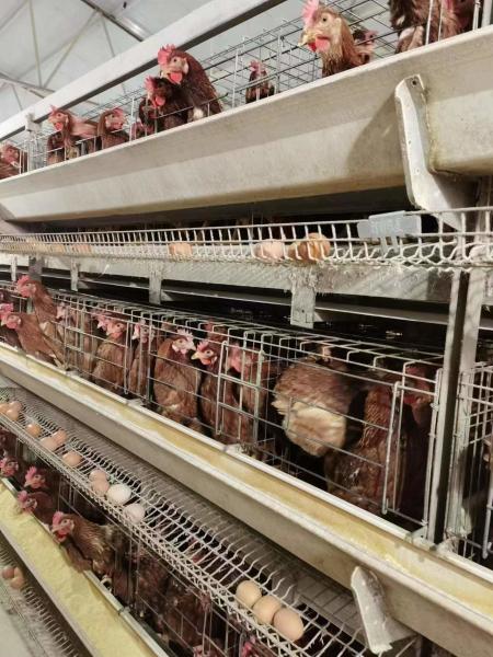 Buy cheap Domestic Bird For Hens Chicken Cage Laying Eggs Domestic Bird For Hens from wholesalers