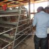 Buy cheap Battery Efficiency Poultry Layer Cage 3 4 Tiers Q235 Steel Wire Emily from wholesalers