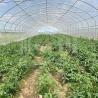 Buy cheap 6x15m Tunnel Greenhouse For Flower And Vegetable Farming Projects from wholesalers