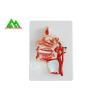 Buy cheap Human Head Section Medical Teaching Models Eco Friendly Allergy Free from wholesalers