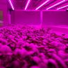 Buy cheap High Efficiency Directly Plug 30w Led Grow Light With 50,000 Working Hours from wholesalers