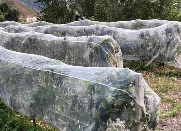 Buy cheap UV Protection Agriculture Insect Net Orchard Insect Mesh High Density Greenhouse Insect Net from wholesalers