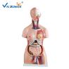 Buy cheap CE Human Torso Model For Medical Science Teaching Demonstration from wholesalers