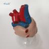 Buy cheap Human Heart Anatomical Model Medical Science Teaching Model from wholesalers