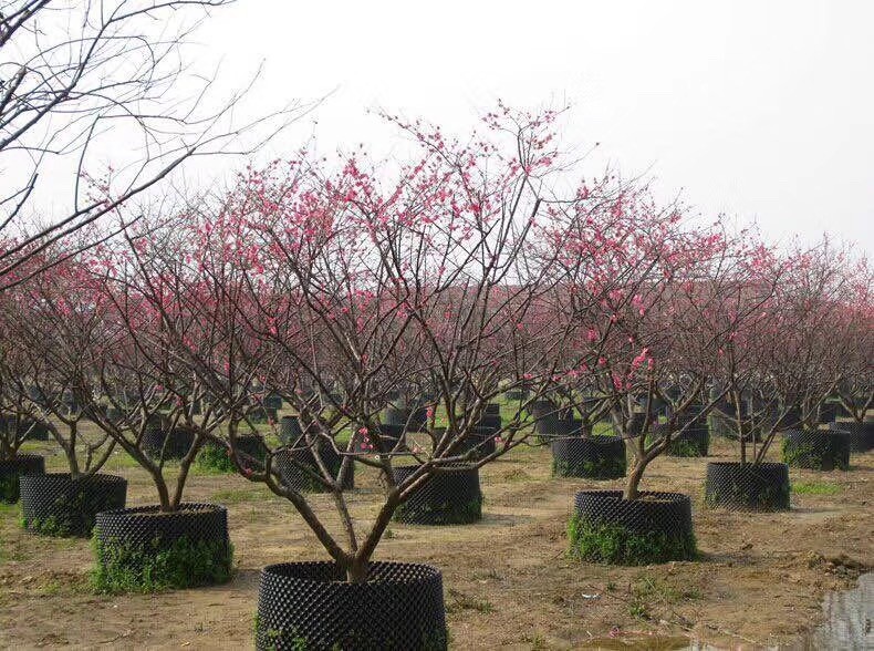 Factory direct supply plastic air root pruning pot container for plant root control