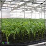 Brand new 200 holes plastic seedling tray in custom design