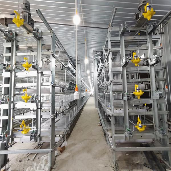H Type Meat Chicken4Rows 50000 Hen Layer Chicken Cage Battery System 240 Birds /