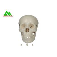 Buy cheap Plastic Medical Teaching Models Anatomical Human Skull For Studying Anatomy product