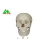 Buy cheap Plastic Medical Teaching Models Anatomical Human Skull For Studying Anatomy from wholesalers