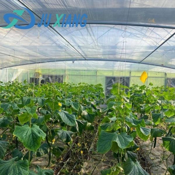 Buy cheap 30-Day Return Fog Prevention System for Flower Production in Arched Roof Greenhouse from wholesalers