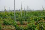 60G Zinc Coated Steel Trellis System , Apple Tree Support Stake 2.4 Meter Height