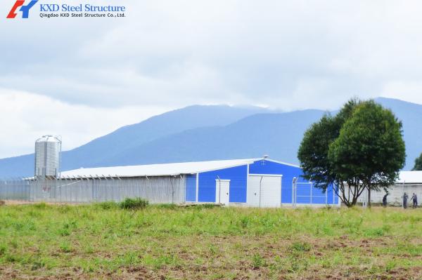 Buy cheap Q345 Q235 Steel Poultry House Onsite Installation With Automatic Equipment from wholesalers