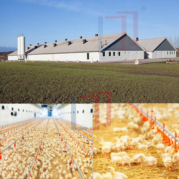 Buy cheap Economical Light Steel Structure Chicken House , Prefab Agricultural Buildings from wholesalers